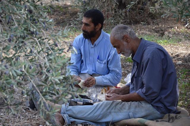 Syrian refugees harvesting olives in Lebanon. Credit: pixabay.com Syrian refugees harvesting olives in Lebanon. Credit: pixabay.com