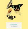 The Butterfly Effect - Ofra Bengio